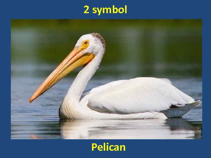 2 symbol Pelican 
