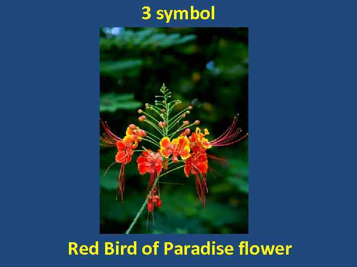 3 symbol Red Bird of Paradise flower 