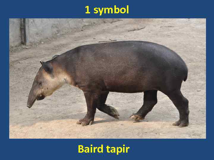 1 symbol Baird tapir 