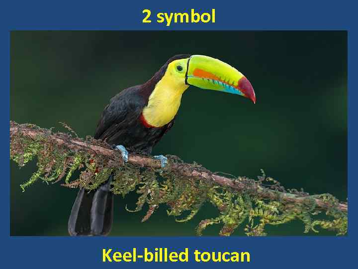 2 symbol Keel-billed toucan 