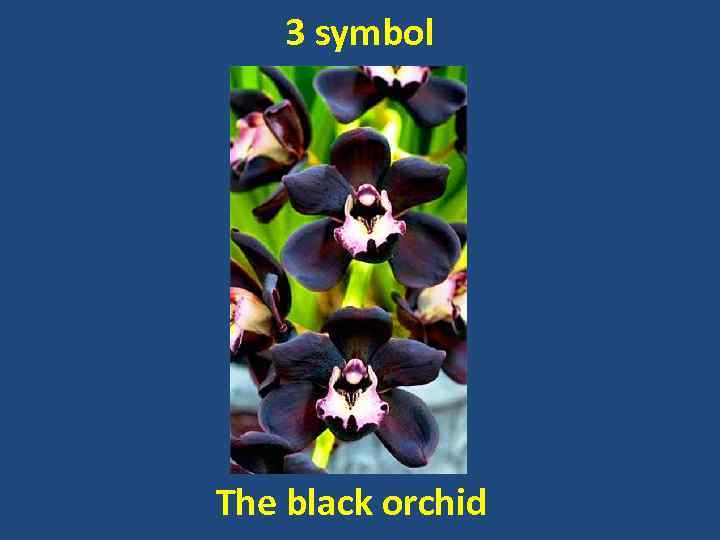 3 symbol The black orchid 