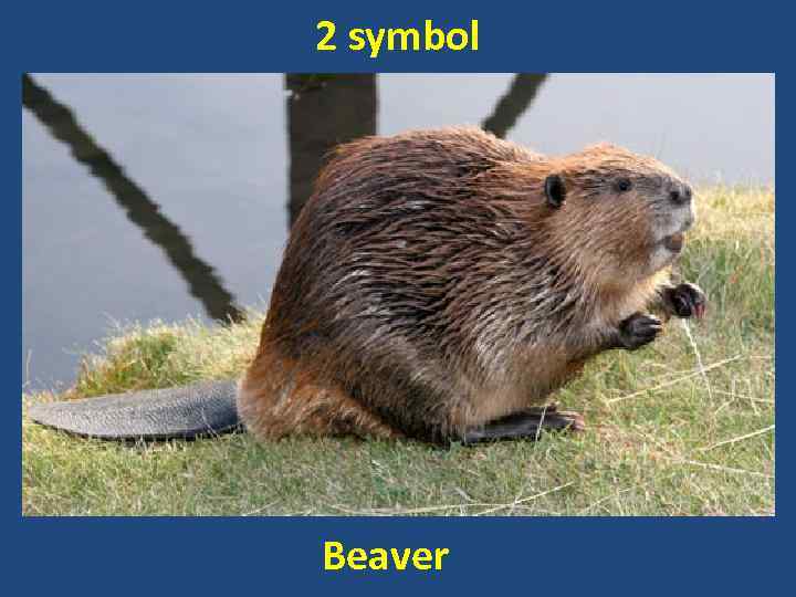 2 symbol Beaver 