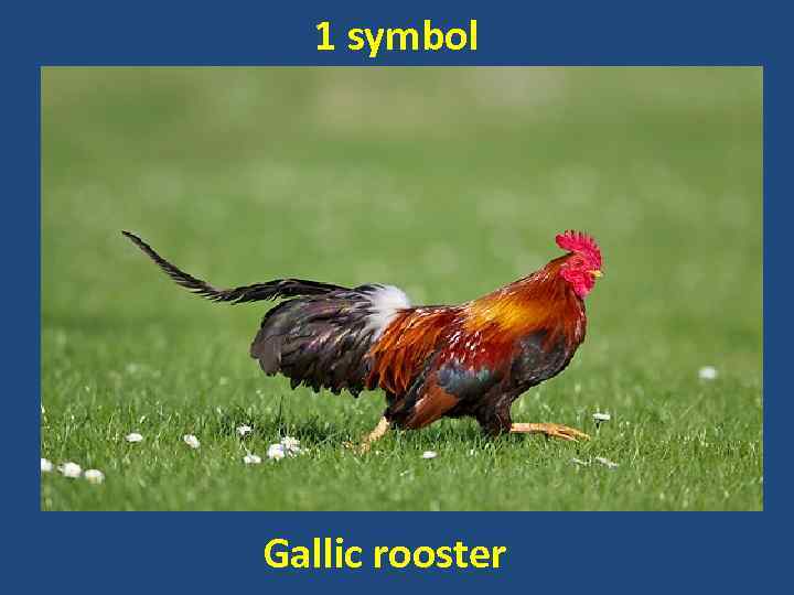 1 symbol Gallic rooster 