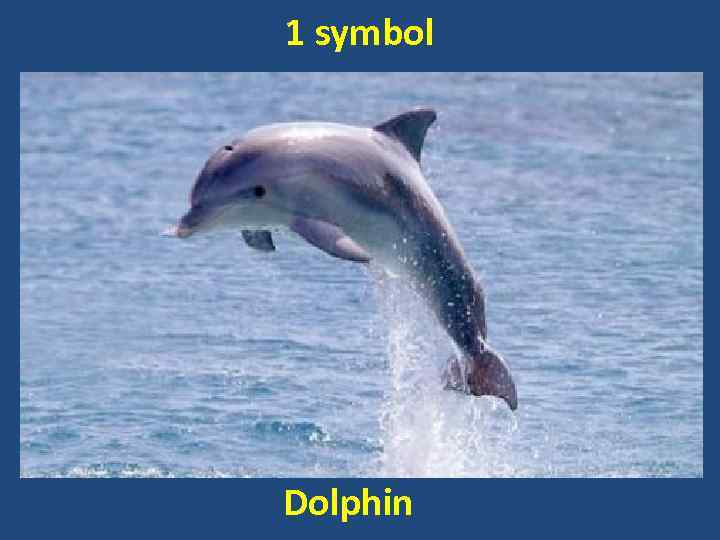 1 symbol Dolphin 