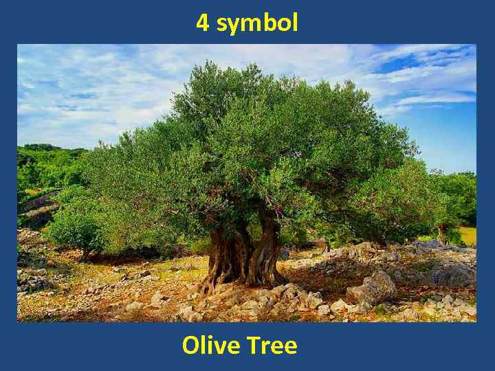 4 symbol Olive Tree 
