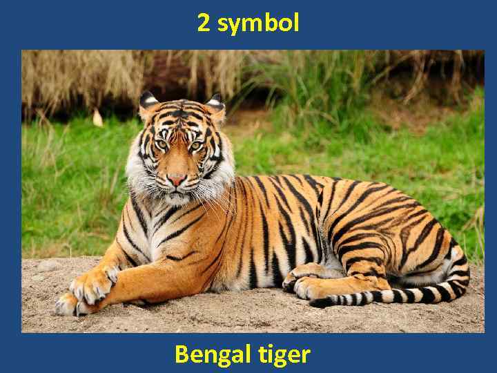 2 symbol Bengal tiger 