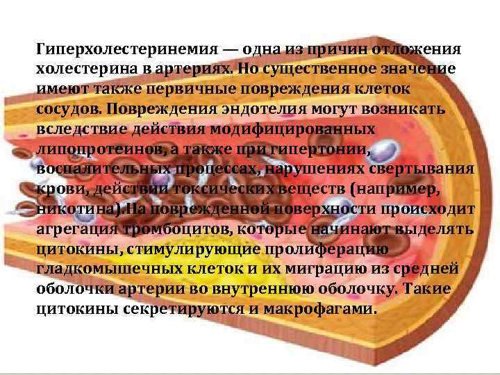 Гиперхолестеринемия — одна из причин отложения холестерина в артериях. Но существенное значение имеют также