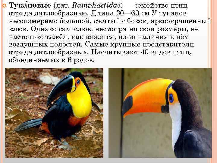  Тука новые (лат. Ramphastidae) — семейство птиц отряда дятлообразные. Длина 30— 60 см