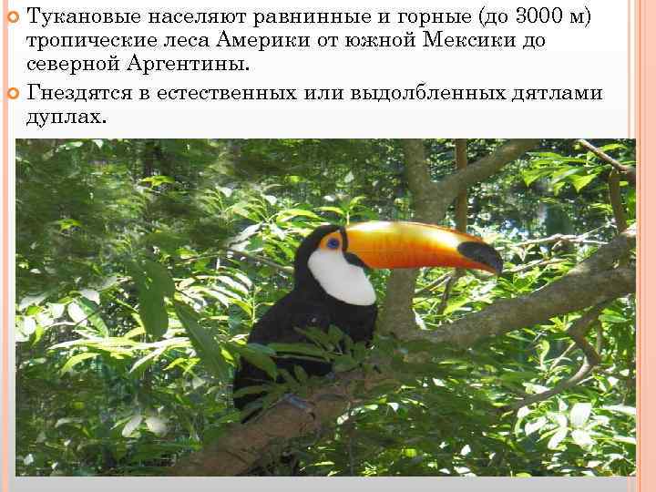 Тукановые населяют равнинные и горные (до 3000 м) тропические леса Америки от южной Мексики