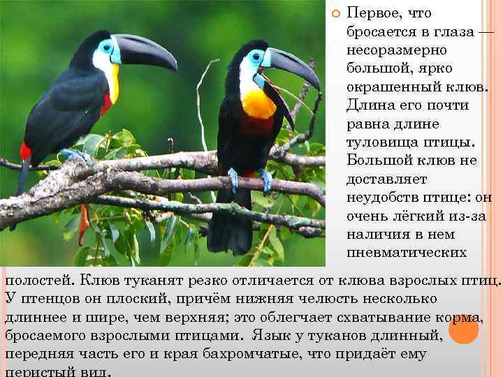  Первое, что бросается в глаза — несоразмерно большой, ярко окрашенный клюв. Длина его