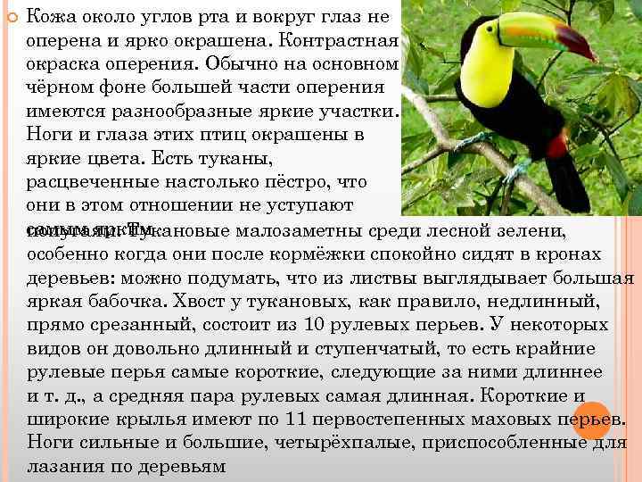  Кожа около углов рта и вокруг глаз не оперена и ярко окрашена. Контрастная