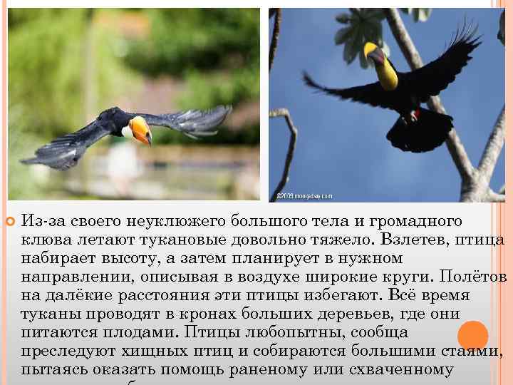  Из-за своего неуклюжего большого тела и громадного клюва летают тукановые довольно тяжело. Взлетев,