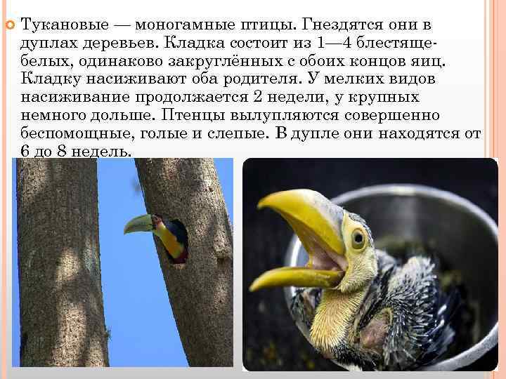  Тукановые — моногамные птицы. Гнездятся они в дуплах деревьев. Кладка состоит из 1—