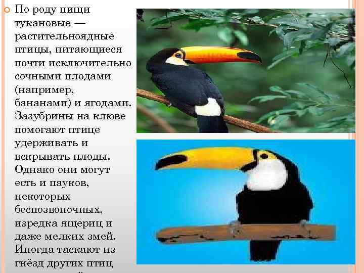  По роду пищи тукановые — растительноядные птицы, питающиеся почти исключительно сочными плодами (например,