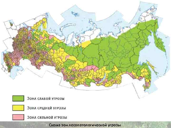 Схема зон лесопатологической угрозы 