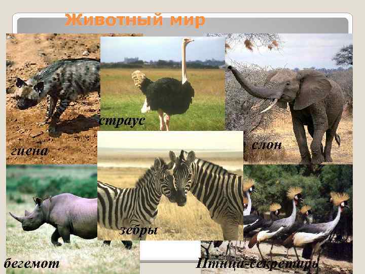 Животный мир страус слон гиена зебры бегемот Птица-секретарь 