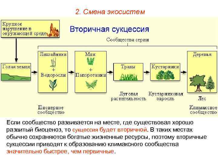 Экосистема устойчивость и динамика 11 класс презентация