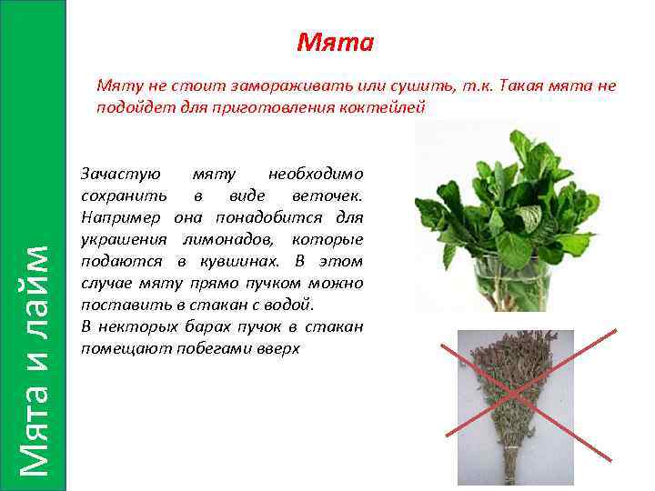Мята и лайм Мяту не стоит замораживать или сушить, т. к. Такая мята не