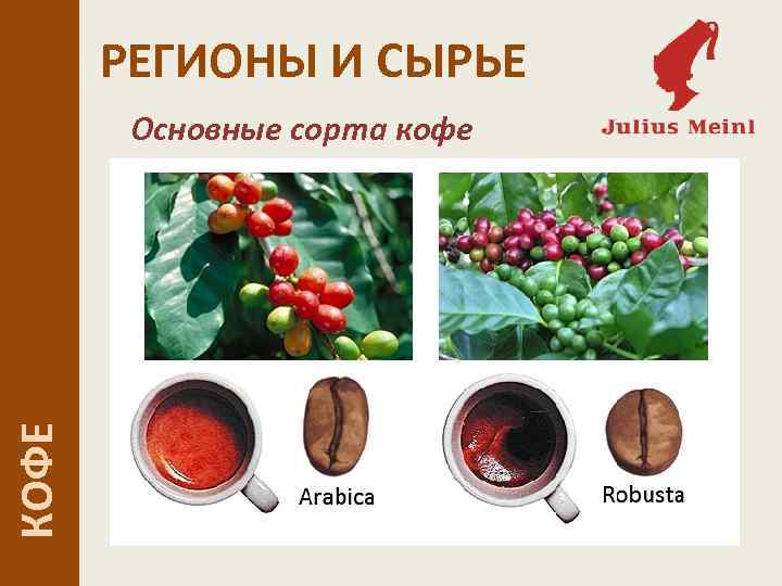 РЕГИОНЫ И СЫРЬЕ КОФЕ Основные сорта кофе 