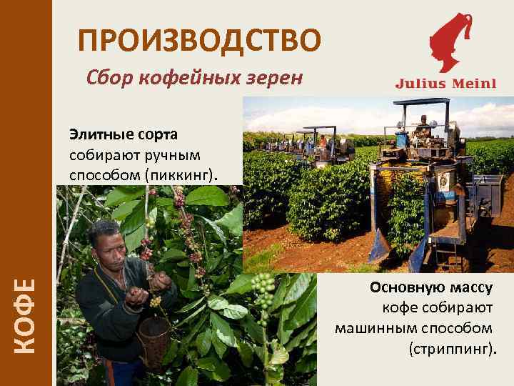 ПРОИЗВОДСТВО Сбор кофейных зерен КОФЕ Элитные сорта собирают ручным способом (пиккинг). Основную массу кофе