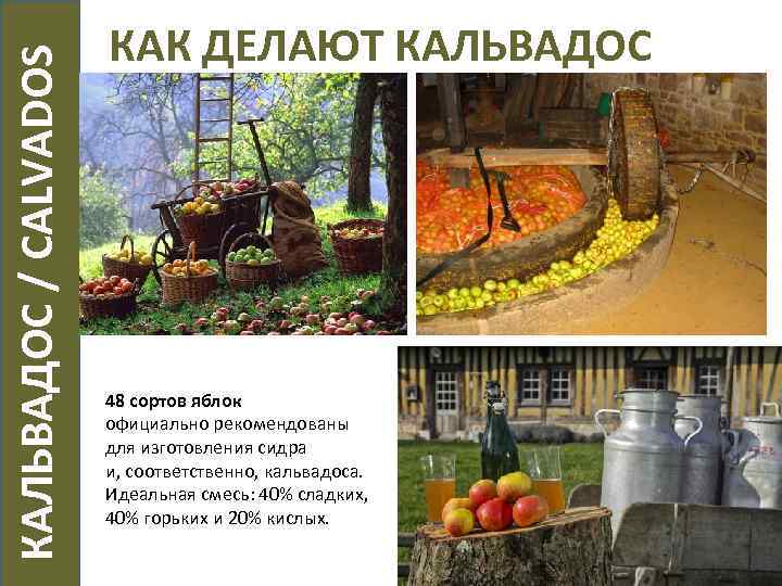  КАЛЬВАДОС / CALVADOS КАК ДЕЛАЮТ КАЛЬВАДОС 48 сортов яблок официально рекомендованы для изготовления