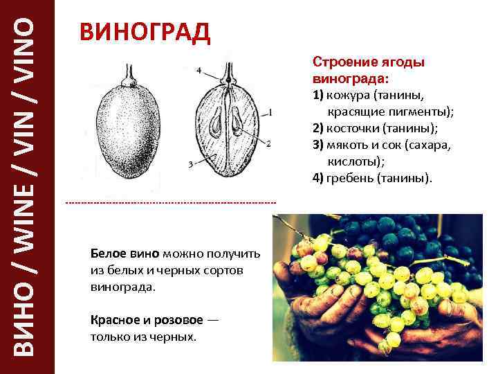 ВИНО / WINE / VINO ВИНОГРАД Строение ягоды винограда: 1) кожура (танины, красящие пигменты);