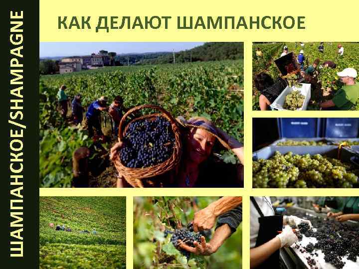  ШАМПАНСКОЕ/SHAMPAGNE КАК ДЕЛАЮТ ШАМПАНСКОЕ 