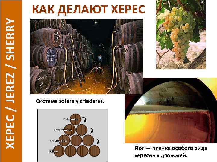  ХЕРЕС / JEREZ / SHERRY КАК ДЕЛАЮТ ХЕРЕС Система solera y criaderas. Flor