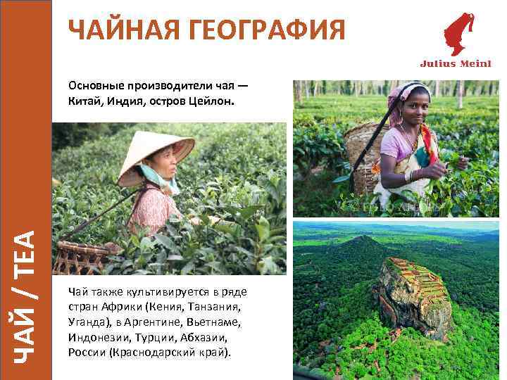 ЧАЙНАЯ ГЕОГРАФИЯ ЧАЙ / TEA Основные производители чая — Китай, Индия, остров Цейлон. Чай