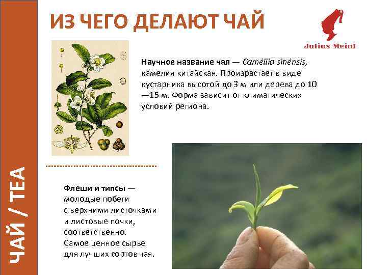 ИЗ ЧЕГО ДЕЛАЮТ ЧАЙ / TEA Научное название чая — Caméllia sinénsis, камелия китайская.
