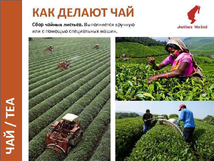 КАК ДЕЛАЮТ ЧАЙ / TEA Сбор чайных листьев. Выполняется вручную или с помощью специальных