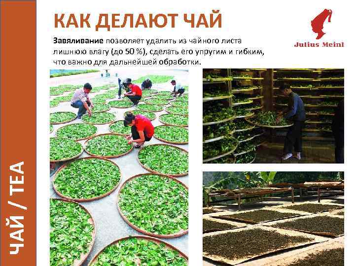 КАК ДЕЛАЮТ ЧАЙ / TEA Завяливание позволяет удалить из чайного листа лишнюю влагу (до