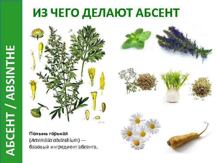 АБСЕНТ / ABSINTHE ИЗ ЧЕГО ДЕЛАЮТ АБСЕНТ Полынь горькая (Artemísia absínthium) — базовый ингредиент