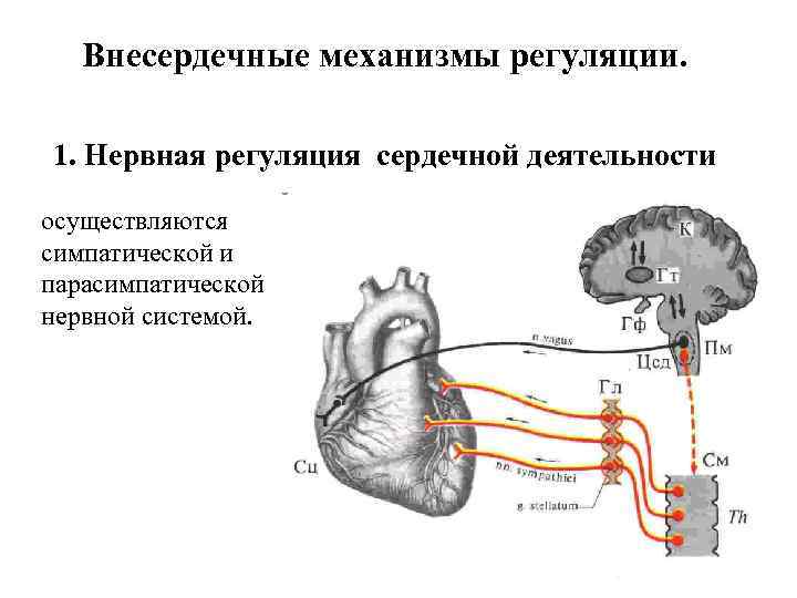 Внесердечные механизмы регуляции. 1. Нервная регуляция сердечной деятельности осуществляются симпатической и парасимпатической нервной системой.