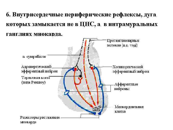 6. Внутрисердечные периферические рефлексы, дуга которых замыкается не в ЦНС, а в интрамуральных ганглиях