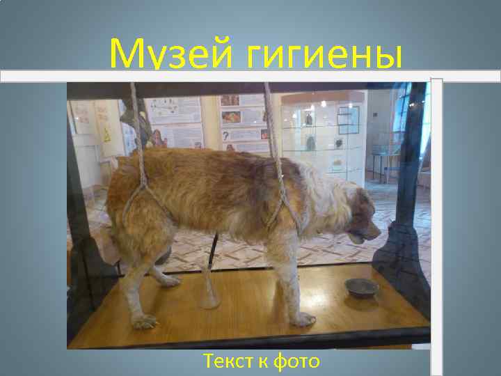 Музей гигиены Текст к фото 