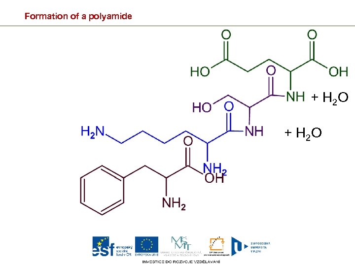 Formation of a polyamide + H 2 O 