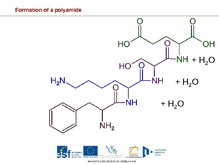 Formation of a polyamide + H 2 O 