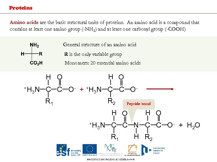 Proteins Amino acids are the basic structural units of proteins. An amino acid is