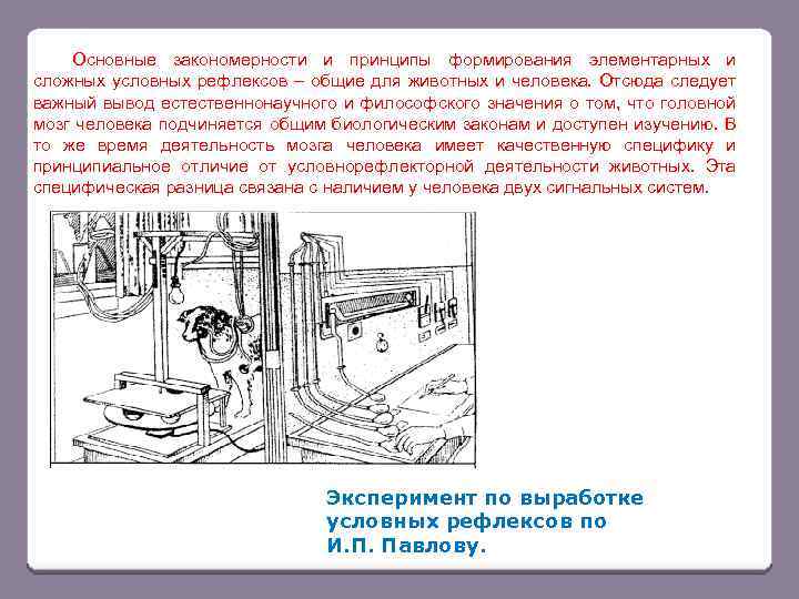Основные закономерности и принципы формирования элементарных и сложных условных рефлексов – общие для животных