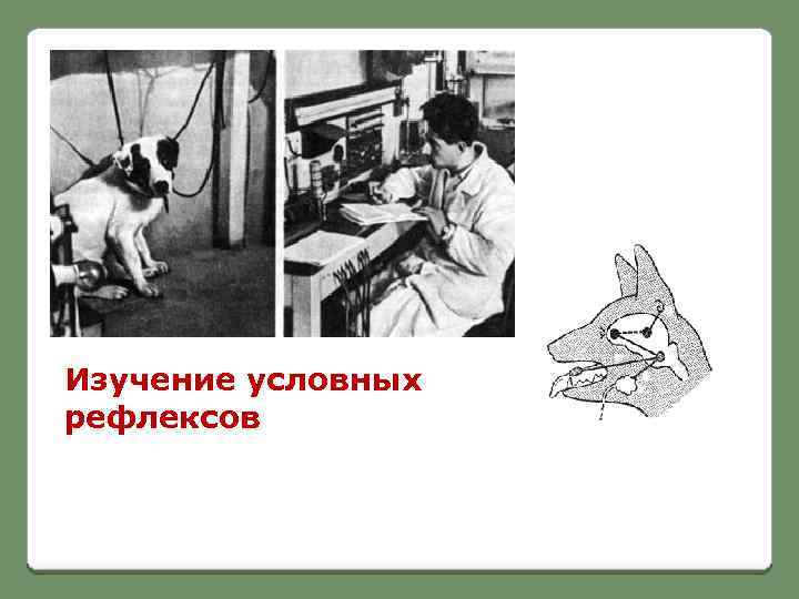 Изучение условных рефлексов 