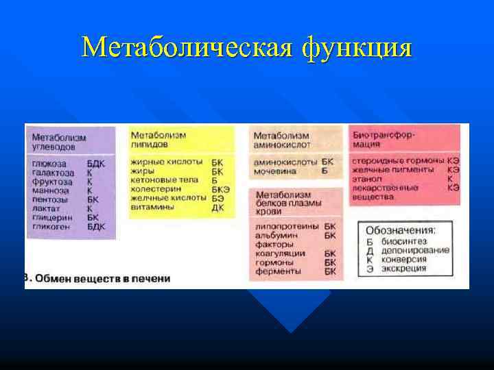Метаболическая функция 