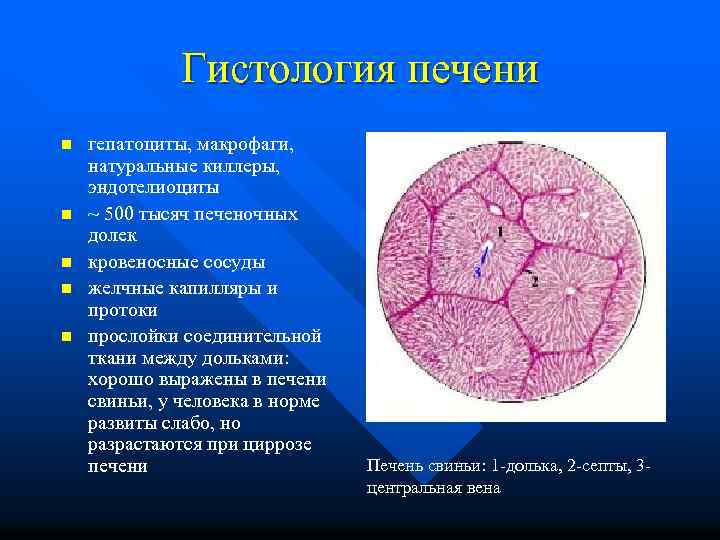 Гистология печени n n n гепатоциты, макрофаги, натуральные киллеры, эндотелиоциты ~ 500 тысяч печеночных