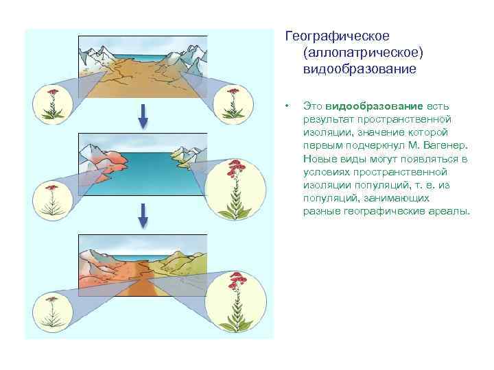 Географическое (аллопатрическое) видообразование • Это видообразование есть результат пространственной изоляции, значение которой первым подчеркнул