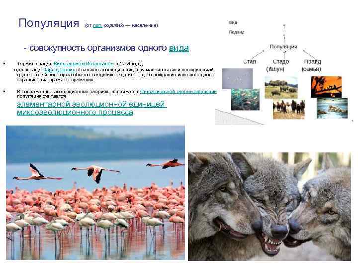 Популяция (от лат. populatio — население) - совокупность организмов одного вида • Термин введён