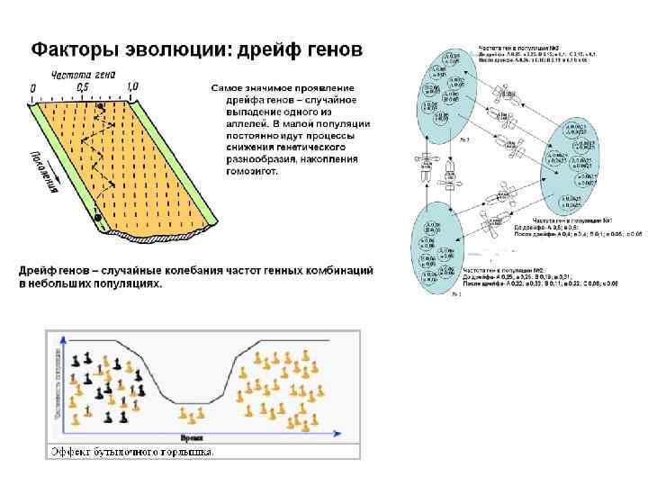 Дрейф генов схема