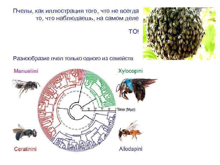 Пчелы, как иллюстрация того, что не всегда то, что наблюдаешь, на самом деле ТО!
