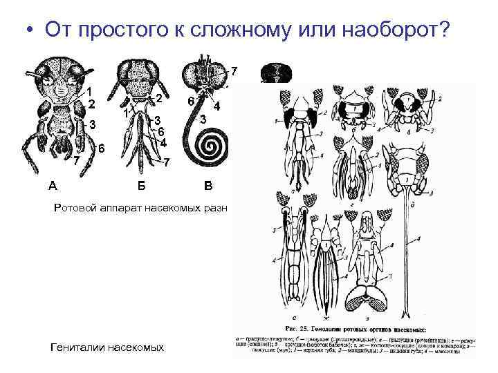 Схема ротовых аппаратов насекомых