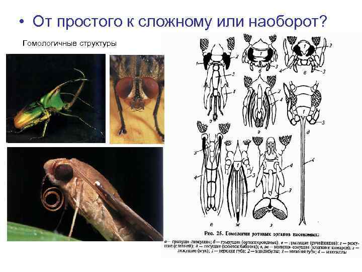 • От простого к сложному или наоборот? Гомологичные структуры 