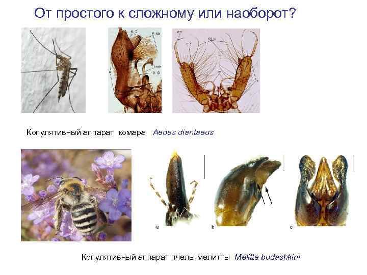 От простого к сложному или наоборот? Копулятивный аппарат комара Aedes diantaeus Копулятивный аппарат пчелы